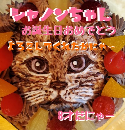 愛猫シャノンちゃんお誕生日おめでとう 猫動画つき 京都ペット相談 まつみ薬局